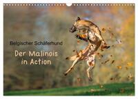 Belgischer Schäferhund - Der Malinois in Action (Wandkalender 2024 DIN A3 quer), CALVENDO Monatskalender