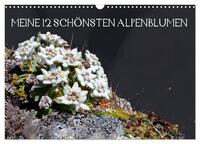 Meine 12 schönsten Alpenblumen (Wandkalender 2024 DIN A3 quer), CALVENDO Monatskalender