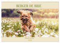 Berger de Brie - Fellnase mit Herz (Wandkalender 2024 DIN A3 quer), CALVENDO Monatskalender