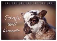Schafe und Lämmer (Tischkalender 2024 DIN A5 quer), CALVENDO Monatskalender