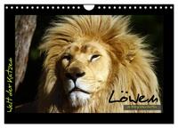 Welt der Katzen - Löwen (Wandkalender 2024 DIN A4 quer), CALVENDO Monatskalender