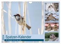 Spatzen-Kalender (Wandkalender 2024 DIN A4 quer), CALVENDO Monatskalender