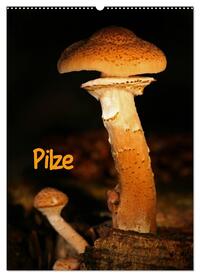 Pilze (Wandkalender 2024 DIN A2 hoch), CALVENDO Monatskalender