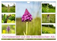 Orchideenzeit auf der Schwäbischen Alb (Wandkalender 2024 DIN A4 quer), CALVENDO Monatskalender