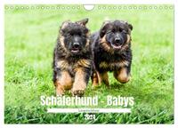 Langstockhaar - Schäferhund - Babys (Wandkalender 2024 DIN A4 quer), CALVENDO Monatskalender