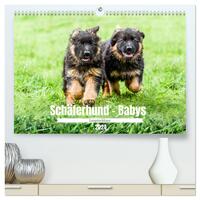 Langstockhaar - Schäferhund - Babys (hochwertiger Premium Wandkalender 2024 DIN A2 quer), Kunstdruck in Hochglanz
