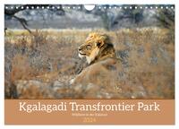 Kgalagadi - Fauna und Wildtiere in der Kalahari (Wandkalender 2024 DIN A4 quer), CALVENDO Monatskalender