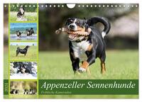 Appenzeller Sennenhunde - Fröhliche Kameraden (Wandkalender 2024 DIN A4 quer), CALVENDO Monatskalender