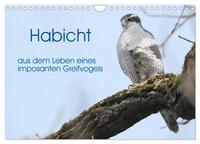 Habicht - aus dem Leben eines imposanten Greifvogels (Wandkalender 2024 DIN A4 quer), CALVENDO Monatskalender