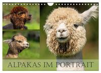 Alpakas im Portrait (Wandkalender 2025 DIN A4 quer), CALVENDO Monatskalender