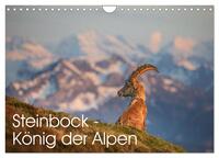 Steinbock - König der Alpen (Wandkalender 2025 DIN A4 quer), CALVENDO Monatskalender