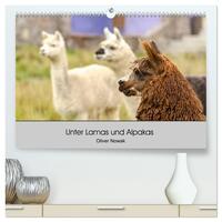 Unter Lamas und Alpakas (hochwertiger Premium Wandkalender 2025 DIN A2 quer), Kunstdruck in Hochglanz