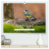 SINGVÖGEL - Die prächtigen Sänger in schönem Ambiente (hochwertiger Premium Wandkalender 2025 DIN A2 quer), Kunstdruck in Hochglanz