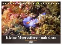 Kleine Meerestiere - nah dran (Tischkalender 2025 DIN A5 quer), CALVENDO Monatskalender