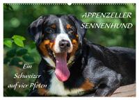 Appenzeller Sennenhund - Ein Schweizer auf 4 Pfoten (Wandkalender 2025 DIN A2 quer), CALVENDO Monatskalender