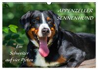 Appenzeller Sennenhund - Ein Schweizer auf 4 Pfoten (Wandkalender 2025 DIN A3 quer), CALVENDO Monatskalender