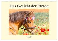 Das Gesicht der Pferde (Wandkalender 2025 DIN A2 quer), CALVENDO Monatskalender