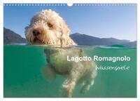 Lagotto Romagnolo - Wasserspiele (Wandkalender 2025 DIN A3 quer), CALVENDO Monatskalender