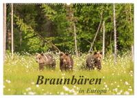 Braunbären in Europa (Wandkalender 2025 DIN A2 quer), CALVENDO Monatskalender