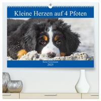 Kleine Herzen auf 4 Pfoten - Berner Sennenhunde (hochwertiger Premium Wandkalender 2025 DIN A2 quer), Kunstdruck in Hochglanz