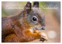 Eichhörnchen - die süßen Nussknacker (Wandkalender 2025 DIN A3 quer), CALVENDO Monatskalender