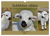 Schäfchen zählen - Lämmchen-Edition (Wandkalender 2025 DIN A3 quer), CALVENDO Monatskalender