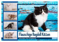 Flauschige Ragdoll Kitten (Tischkalender 2025 DIN A5 quer), CALVENDO Monatskalender