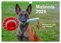 Malinois - Wahnsinn auf vier Pfoten (Wandkalender 2025 DIN A4 quer), CALVENDO Monatskalender