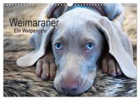 Weimaraner - Ein Welpenjahr (Wandkalender 2025 DIN A3 quer), CALVENDO Monatskalender