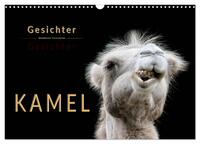 Kamel Gesichter (Wandkalender 2025 DIN A3 quer), CALVENDO Monatskalender