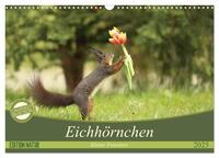 Eichhörnchen - Kleine Fotostars (Wandkalender 2025 DIN A3 quer), CALVENDO Monatskalender
