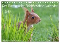 Der literarische Eichhörnchen-Kalender (Wandkalender 2025 DIN A4 quer), CALVENDO Monatskalender