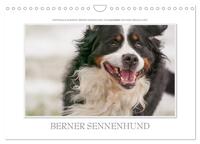 Emotionale Momente: Berner Sennenhund. (Wandkalender 2025 DIN A4 quer), CALVENDO Monatskalender