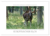Emotionale Momente: Europäischer Elch. (Wandkalender 2025 DIN A2 quer), CALVENDO Monatskalender