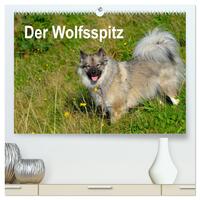 Der Wolfsspitz (hochwertiger Premium Wandkalender 2025 DIN A2 quer), Kunstdruck in Hochglanz