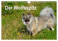 Der Wolfsspitz (Wandkalender 2025 DIN A4 quer), CALVENDO Monatskalender