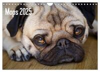 Mops 2025 (Wandkalender 2025 DIN A4 quer), CALVENDO Monatskalender