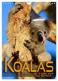 Koalas auf den Pelz gerückt (Wandkalender 2025 DIN A4 hoch), CALVENDO Monatskalender