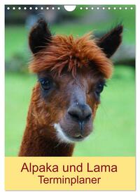 Alpaka und Lama Terminplaner (Wandkalender 2025 DIN A4 hoch), CALVENDO Monatskalender