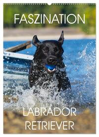 Faszination Labrador Retriever (Wandkalender 2025 DIN A2 hoch), CALVENDO Monatskalender