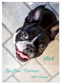 Boston Terrier der Hund 2025 (Wandkalender 2025 DIN A4 hoch), CALVENDO Monatskalender