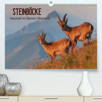 STEINBÖCKE Hautnah im Berner OberlandCH-Version (Premium, hochwertiger DIN A2 Wandkalender 2022, Kunstdruck in Hochglanz)