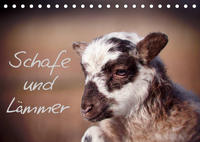 Schafe und Lämmer (Tischkalender 2022 DIN A5 quer)