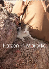 Katzen in Marokko (Wandkalender 2022 DIN A3 hoch)