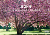 Bonn - Kirschblütenfest in der Altstadt (Wandkalender 2022 DIN A4 quer)