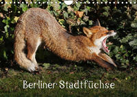 Berliner Stadtfüchse (Wandkalender 2022 DIN A4 quer)