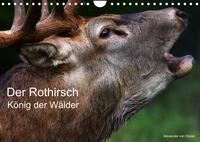 Der Rothirsch, König der Wälder (Wandkalender 2022 DIN A4 quer)