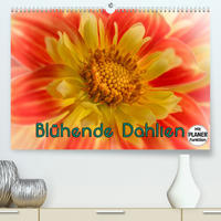 Blühende Dahlien (Premium, hochwertiger DIN A2 Wandkalender 2022, Kunstdruck in Hochglanz)