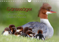 Gänsesäger - alleinerziehende Mütter im Schloßpark Nymphenburg (Wandkalender 2022 DIN A4 quer)