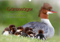 Gänsesäger - alleinerziehende Mütter im Schloßpark Nymphenburg (Wandkalender 2022 DIN A3 quer)